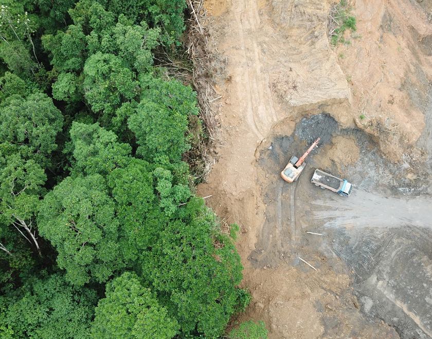 Forest destroyed by logging