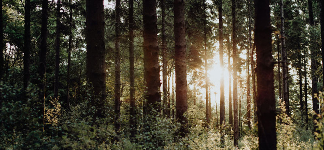 Sunlight shining through dense forest