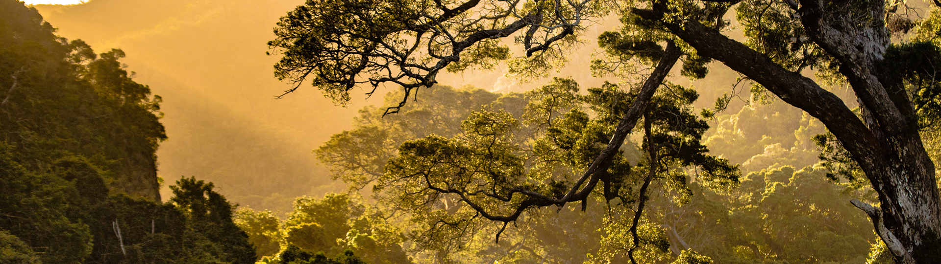 Sunlight shining through trees